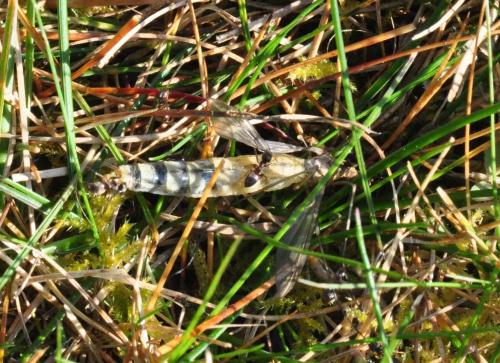 Réf. 252 893 : Tipula vernalis
