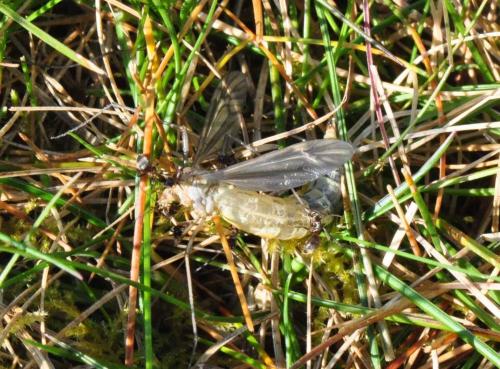 Tipula vernalis