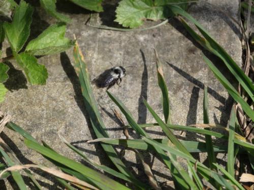 Andrena cineraria