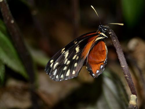 Réf. 252 043 : Eresia sp.