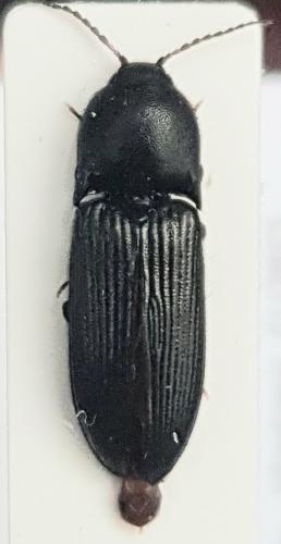 Ampedus scrofa
