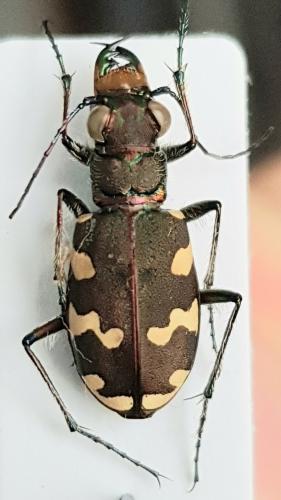 Réf. 252 119 : Cicindela hybrida