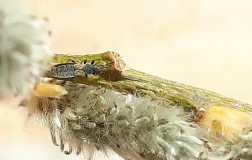 Ischnodemus sp.