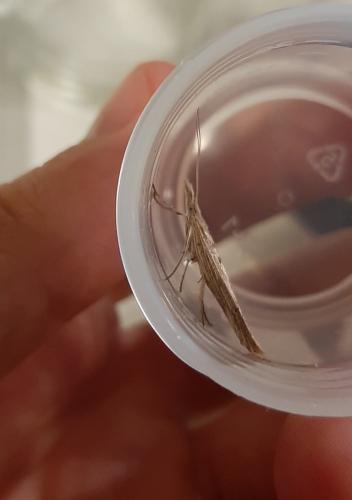 Réf. 252 136 : Ypsolopha mucronella