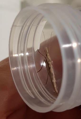 Ypsolopha mucronella