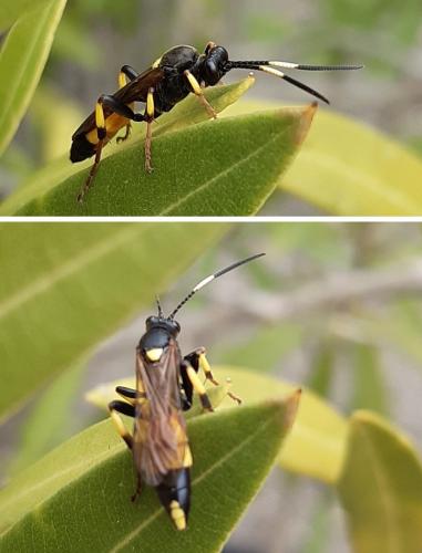 Réf. 252 717 : Ichneumon stramentor