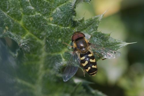 Scaeva pyrastri