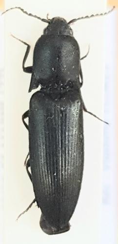 Ectinus aterrimus