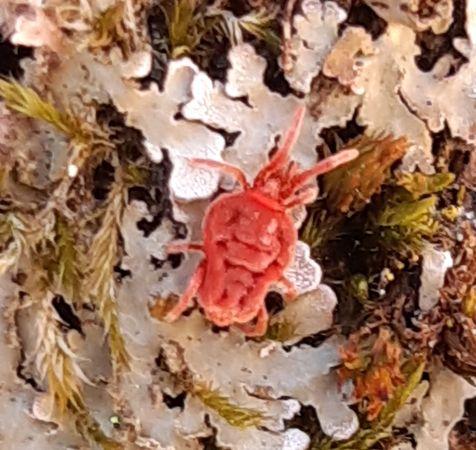Réf. 252 295 : Allothrombium sp.