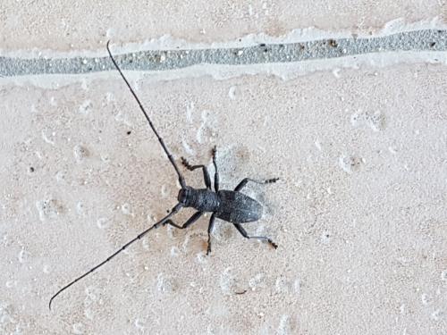 Réf. 252 436 : Morimus asper