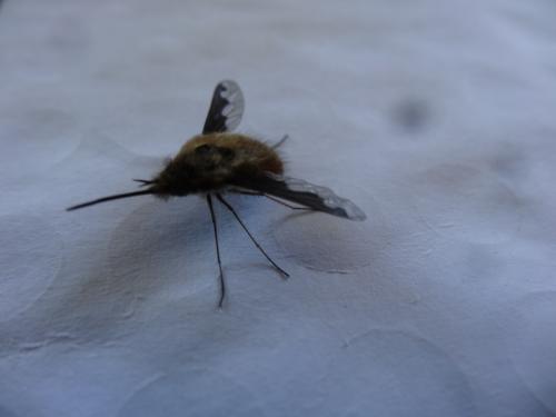 Bombylius major