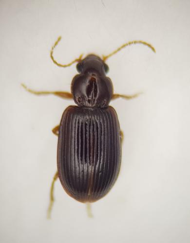 Bradycellus harpalinus