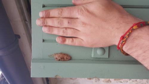 Réf. 252 439 : Mantis religiosa