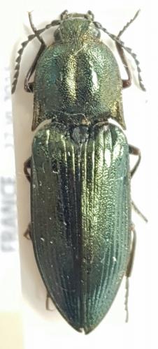 Ctenicera pectinicornis