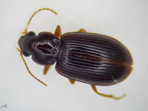 Bradycellus harpalinus
