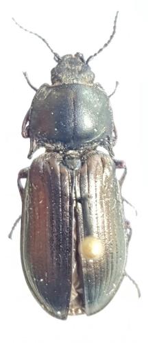 Selatosomus latus