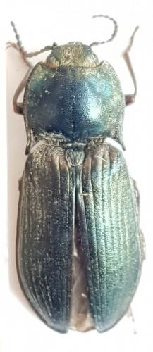 Selatosomus latus