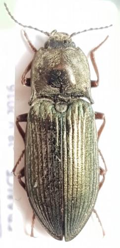 Selatosomus latus