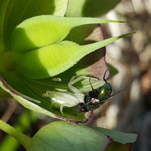 Misumena vatia