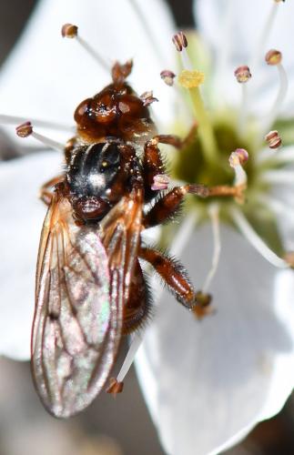 Réf. 252 089 : Myopa testacea