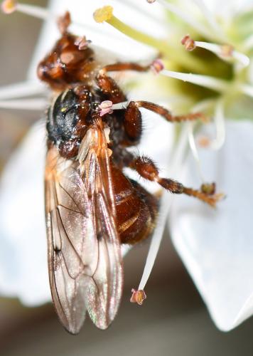 Myopa testacea