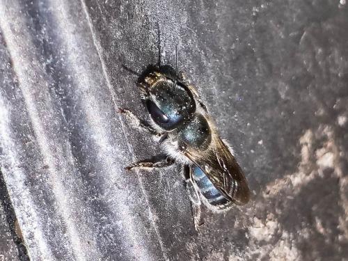 Réf. 252 645 : Osmia sp.