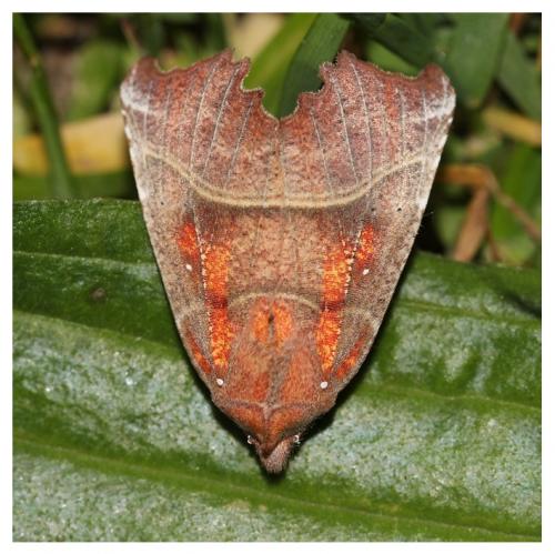 Réf. 252 388 : Scoliopteryx libatrix