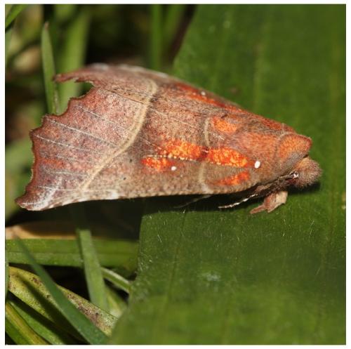 Réf. 252 389 : Scoliopteryx libatrix