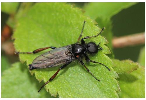 Bibio varipes