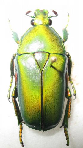 Caelorrhina gracilipes