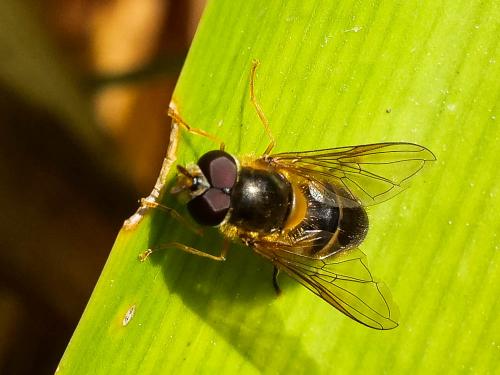 Réf. 252 858 : Epistrophe eligans