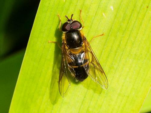 Réf. 252 859 : Epistrophe eligans