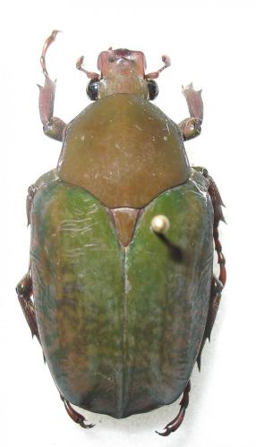 Pseudinca marmoratus