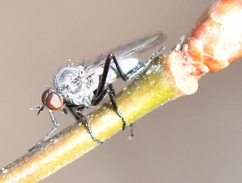 Rhamphomyia sp.