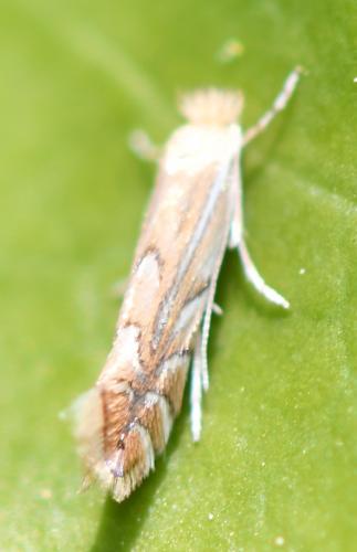 Réf. 252 456 : Phyllonorycter quercifoliella