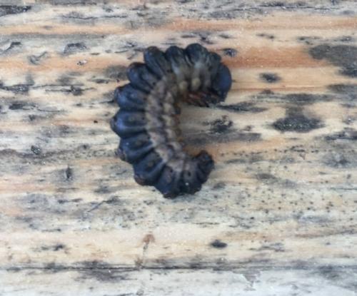 Réf. 252 787 : Thaumetopoea pityocampa