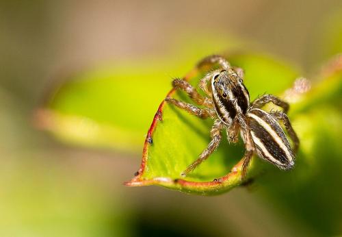 Phlegra bresnieri