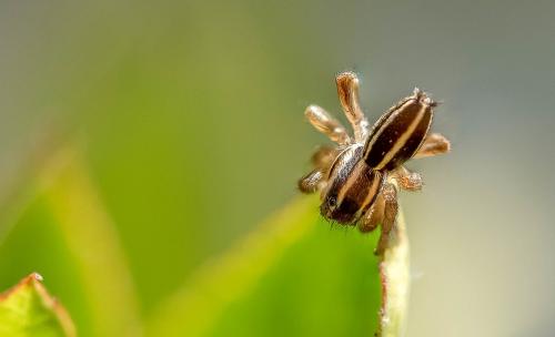 Réf. 252 657 : Phlegra bresnieri