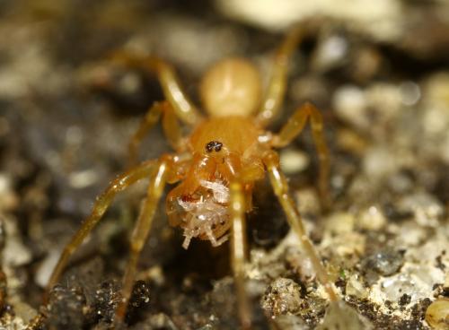 Réf. 252 078 : Dysdera sp.
