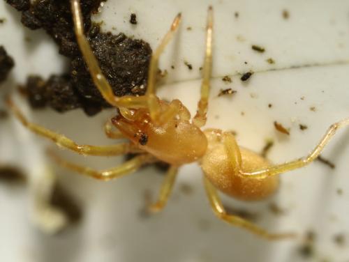 Réf. 252 079 : Dysdera sp.