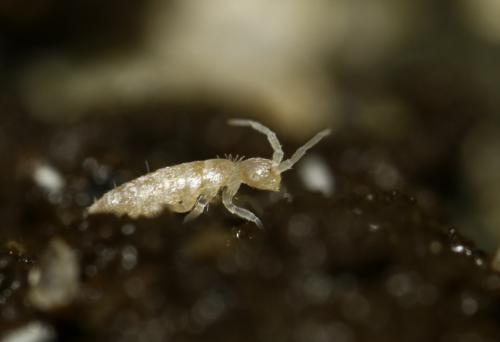 Réf. 252 197 : Heteromurus nitidus