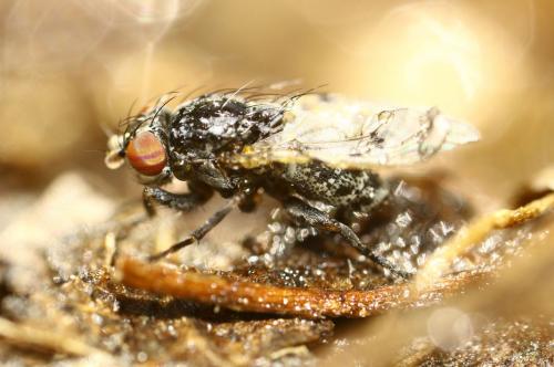 Odinia maculata