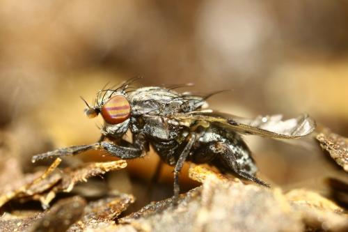Réf. 252 584 : Odinia maculata