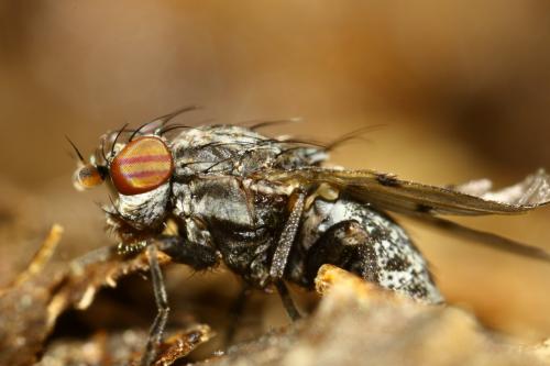 Odinia maculata
