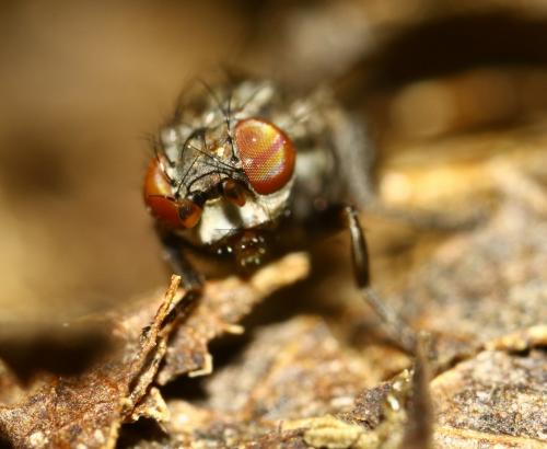 Odinia maculata
