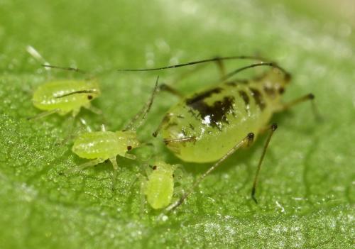 Neomyzus circumflexus