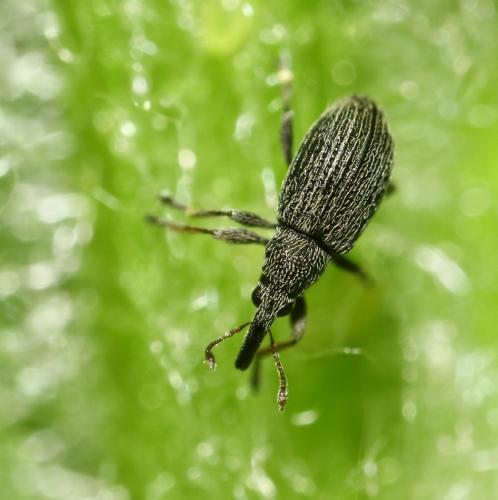 Réf. 252 880 : Apioninae inconnu
