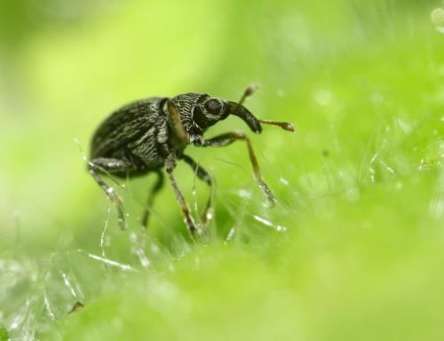 Réf. 252 881 : Apioninae inconnu