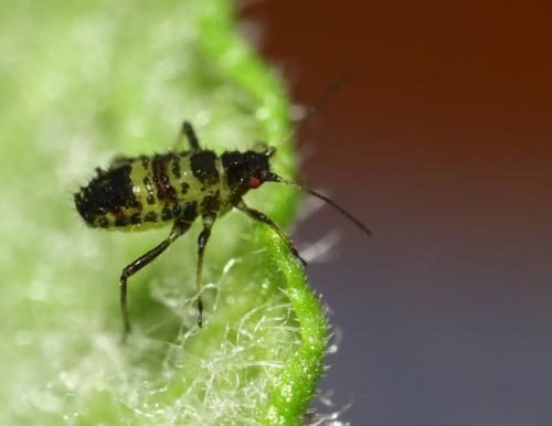 Callipterinella tuberculata