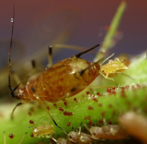 Réf. 252 876 : Macrosiphum rosae